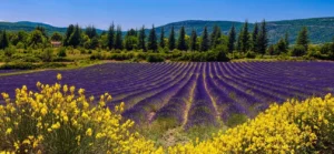champs de lavandes