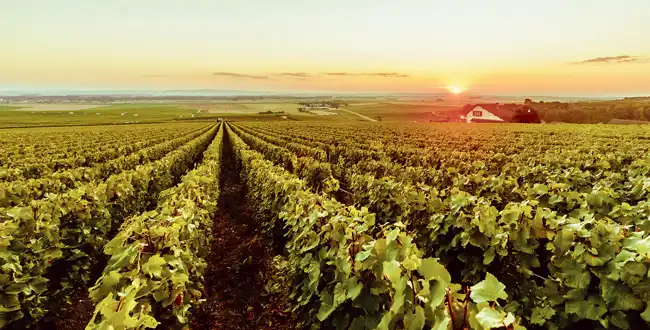 champs vignes