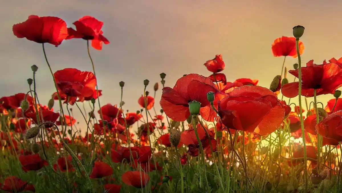 coquelicots