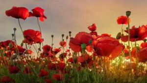 coquelicot