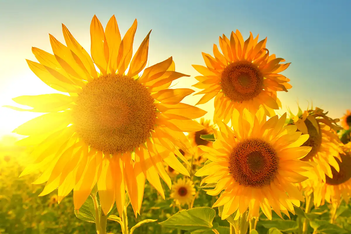tournesols