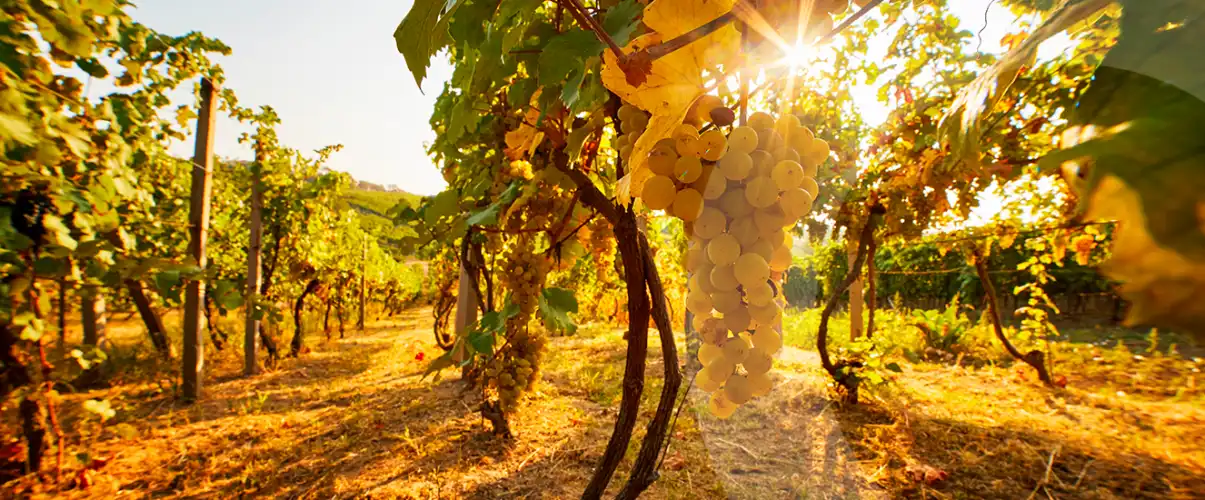 raisin-de-vignes