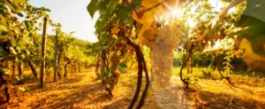 vignes-2